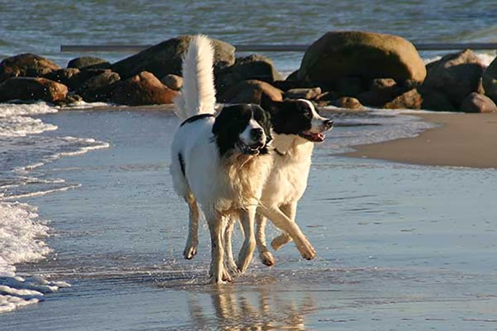 Urlaub mit Hund in Dänemark