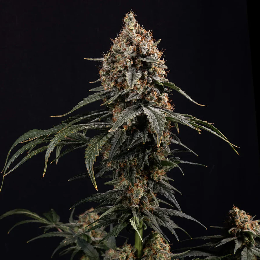 Cannabis