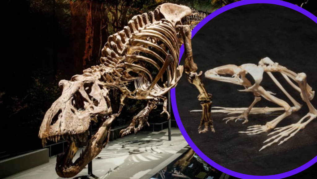 Tierische Skelette in Naturkundemuseen: Vom Diorama bis zur interaktiven Ausstellung dierlijk skelet